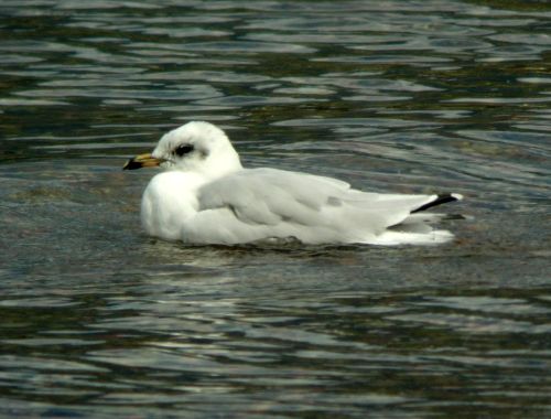 Cercasi Immagini Avifauna